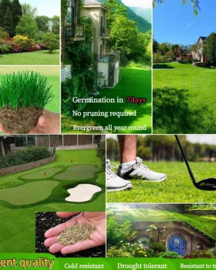 Grass Seeds Hybrid Best For Your Beautiful Home Gardening (Pack of 100 seeds) (Pack of 1)