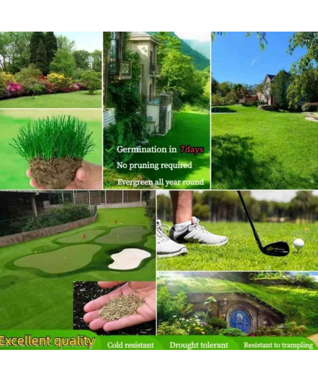 Grass Seeds Hybrid Best For Your Beautiful Home Gardening (Pack of 100 seeds) (Pack of 1)