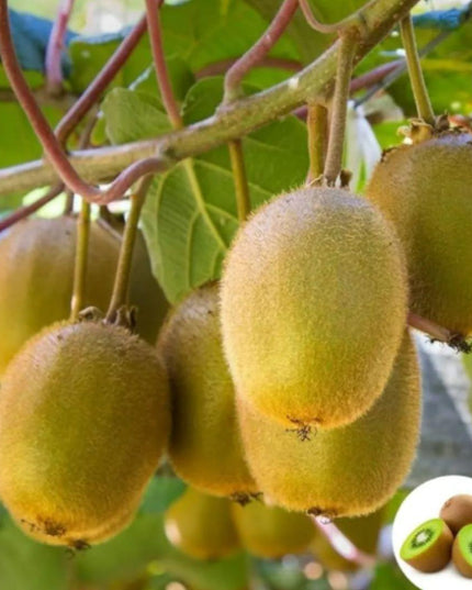 Kiwi, Juicy, Sour And Sweet, Suitable For Home Planting