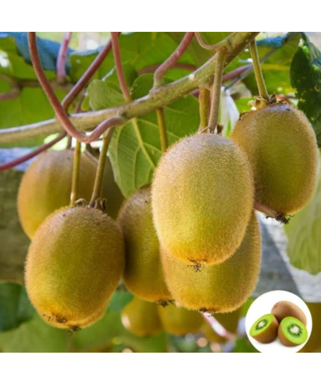 Kiwi, Juicy, Sour And Sweet, Suitable For Home Planting