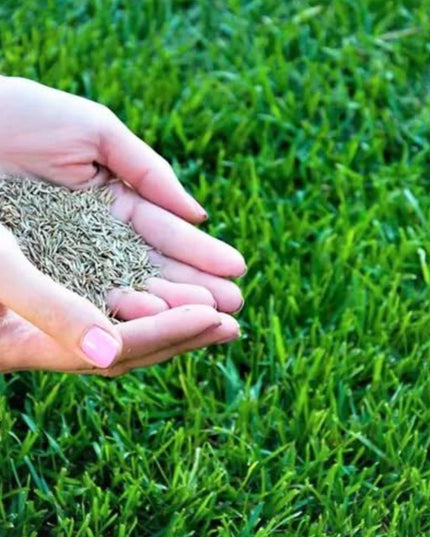 Grass Seeds Hybrid Best For Your Beautiful Home Gardening (Pack of 100 seeds) (Pack of 1)
