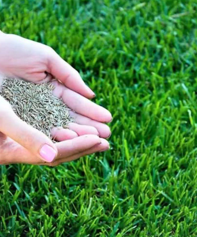 Grass Seeds Hybrid Best For Your Beautiful Home Gardening (Pack of 100 seeds) (Pack of 1)