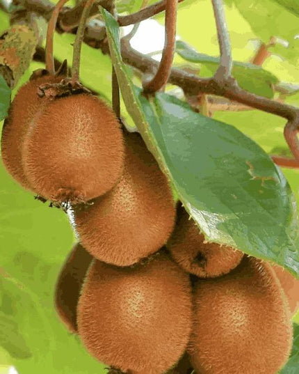 Kiwi, Juicy, Sour And Sweet, Suitable For Home Planting