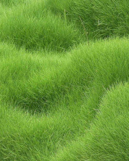 Grass Seeds Hybrid Best For Your Beautiful Home Gardening (Pack of 100 seeds) (Pack of 1)