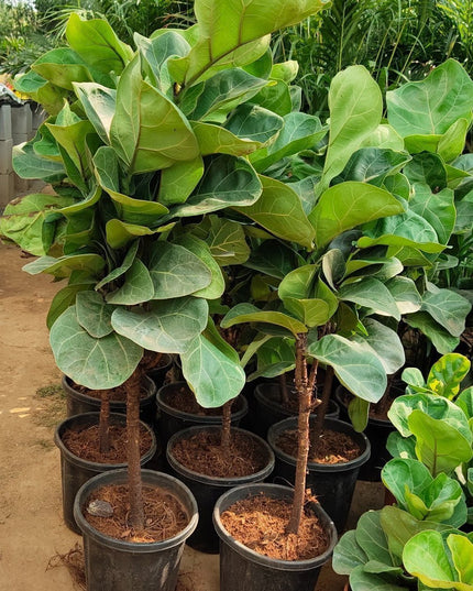 Seeds Greenway Nursery - Plants for Home Indoor Live Fiddle Leaf Fig Tree 6-Feet Green By Nearly Natural Plant Decor Office Desk (Healthy Plant)