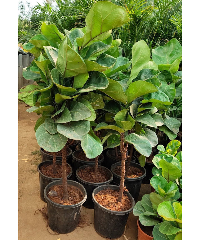 Seeds Greenway Nursery - Plants for Home Indoor Live Fiddle Leaf Fig Tree 6-Feet Green By Nearly Natural Plant Decor Office Desk (Healthy Plant)