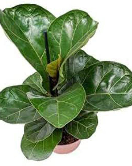 Seeds Greenway Nursery - Plants for Home Indoor Live Fiddle Leaf Fig Tree 6-Feet Green By Nearly Natural Plant Decor Office Desk (Healthy Plant)