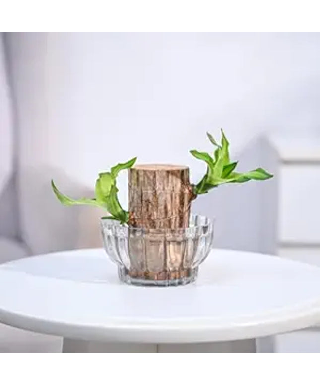 Green Lucky Brazil Wood Potted Plant (pack of 2)