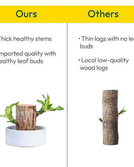 Green Lucky Brazil Wood Potted Plant (pack of 2)