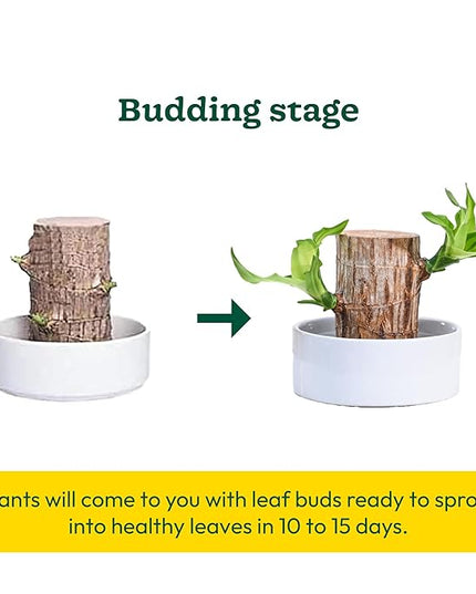 Green Lucky Brazil Wood Potted Plant (pack of 2)