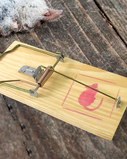 Wooden Mouse Rat Traps (1 Pc)