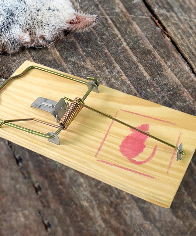 Wooden Mouse Rat Traps (1 Pc)